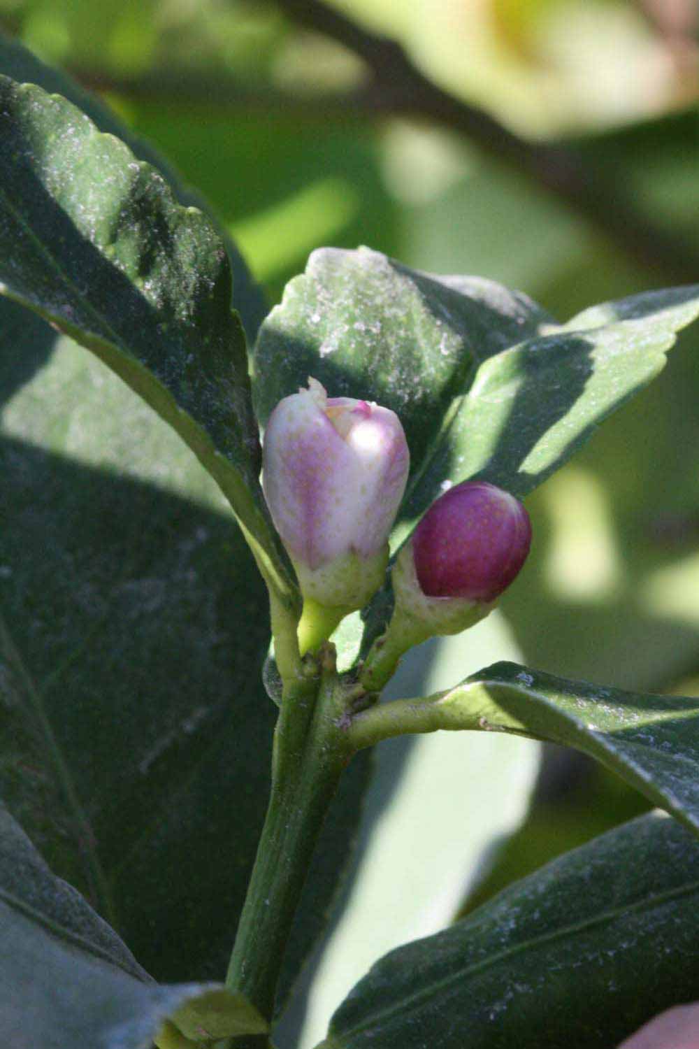              Flower (Riverside, CA)       